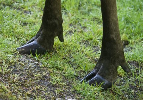 Fran Jurga`s Hoof Blog: News from Hoofcare + Lameness: Laminitis in a ...