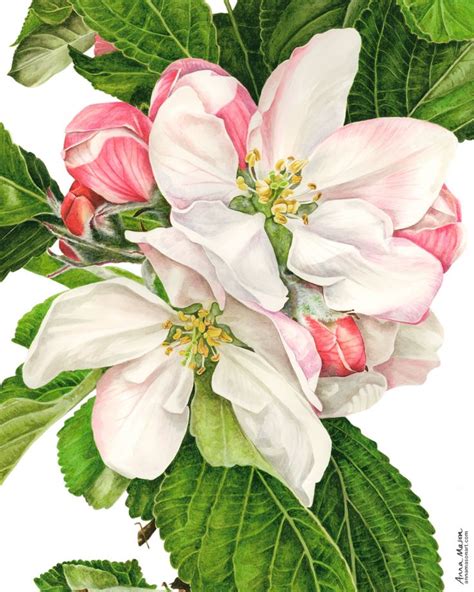 Watercolour apple blossom | Watercolor flowers paintings, Flower painting, Watercolor flowers