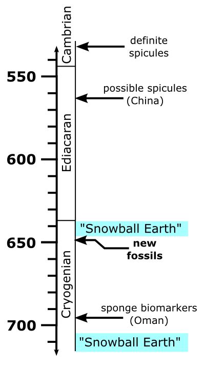 Snowball Earth no problem for sponges | Highly Allochthonous