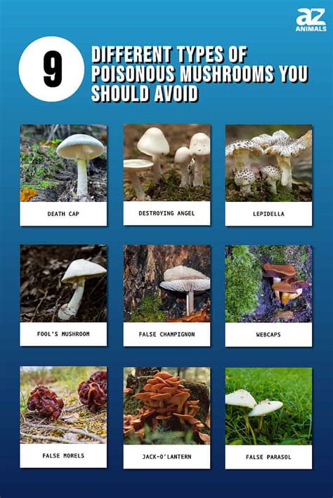 9 Different Types of Poisonous Mushrooms You Should Avoid - A-Z Animals