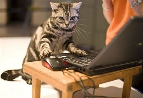 Google's Artificial Intelligence System Loves LOLCats - Neatorama