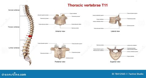 Thoracic Vertebrae T11 Royalty-Free Stock Photography | CartoonDealer.com #78412565