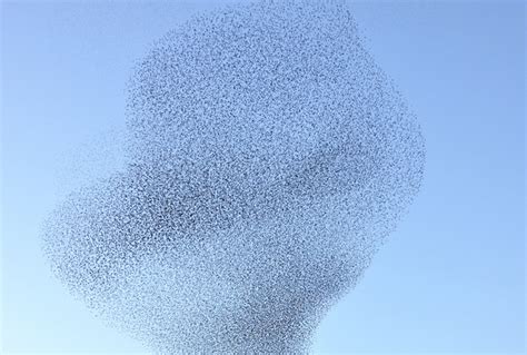 Animal magnetism: modeling flocks of birds using simple attractions - Ars Technica