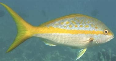 Yellowtail Snapper