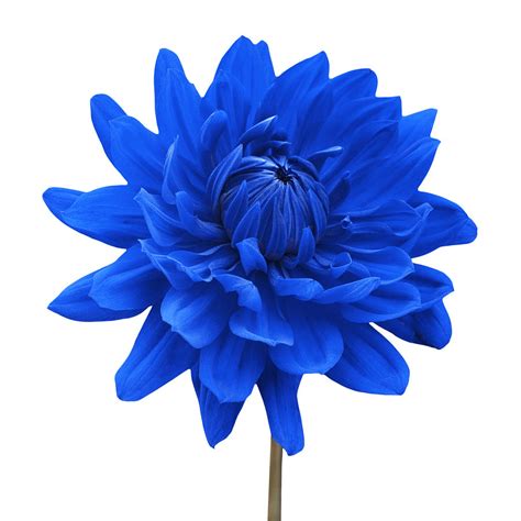 Blue-dahlia-flower-white-background-photograph-blue-dahlia-flower