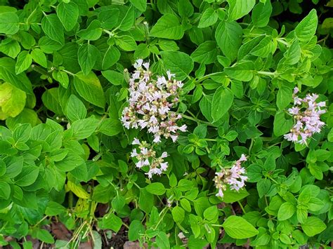 Origanum vulgare (Oregano) | North Carolina Extension Gardener Plant ...