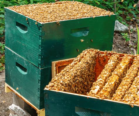 Beehive Breakdown – The Common Types Of Beehives