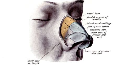 The Nose Anatomy - Karen's Whimsy