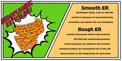 Rough Endoplasmic Reticulum Function