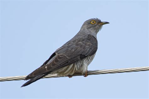 "Common" Cuckoo - Bird Count India