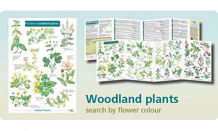 Woodland Plants Identification Field Guide