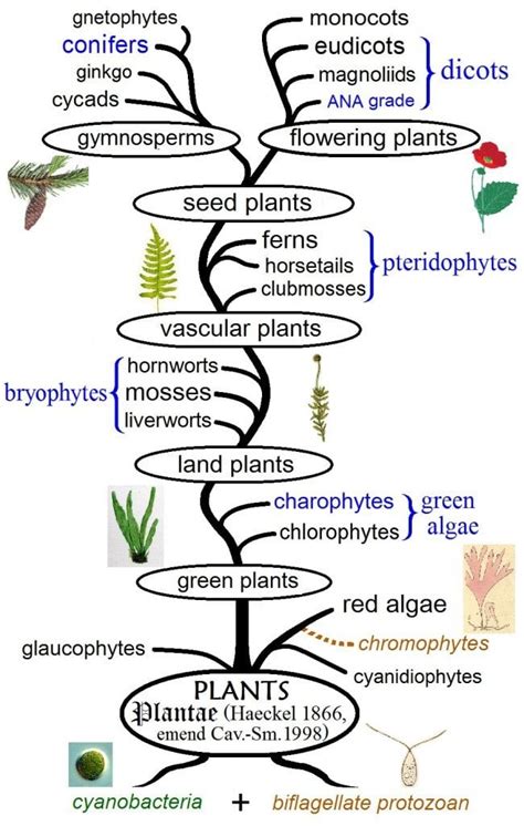 Angiosperm: Definition, Examples And Significance