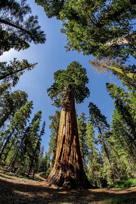 California Giant Sequoia Tree Photograph by Daniel Woodrum - Pixels