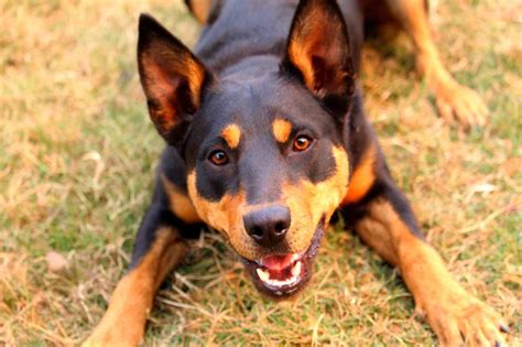 Australian Kelpie Dog Breed: Profile, Personality, Facts