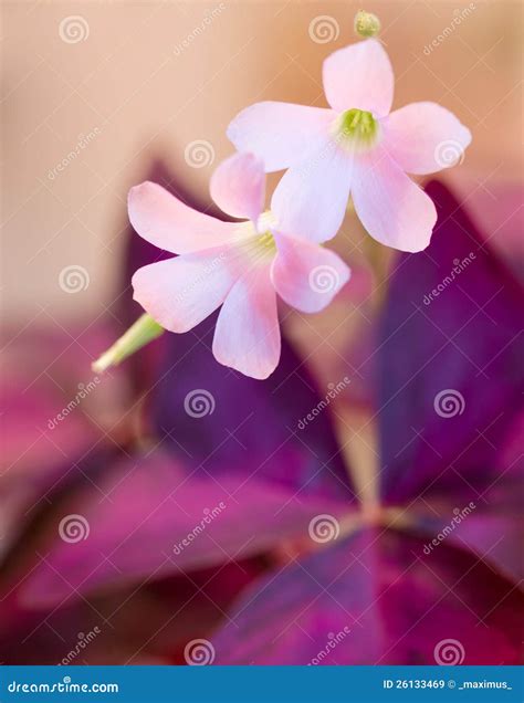 Oxalis flowers stock image. Image of blossom, purple - 26133469