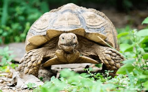 TOP 10 Best Pet Tortoise Breeds For First Time Owners - Known Pets