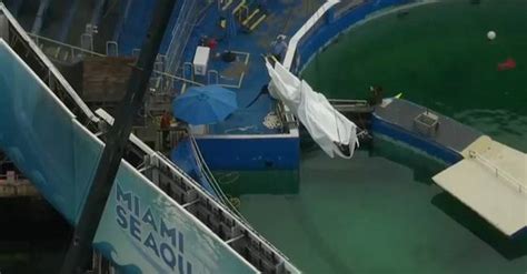 Heartbreaking Scene: 'World's Loneliest Orca', Tokitae Taken Away From ...