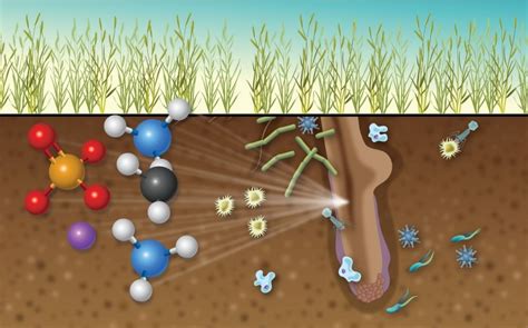 DOE Explains...the Plant Microbiome | Department of Energy