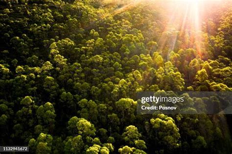 Australia Forest Eucalyptus Tasmania Photos and Premium High Res ...