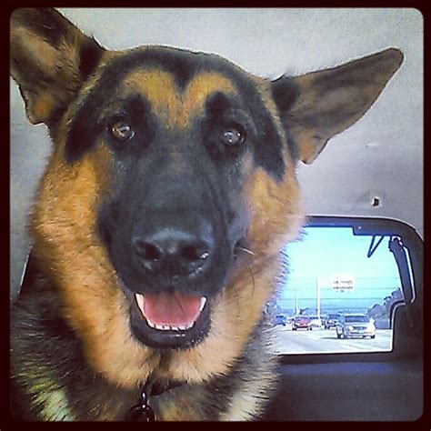 Smiling German Shepard | Gsd dog, Loyal dog breeds, German shepherd