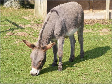 Donkey - Cross on back | Whipsnade Zoo | Paul | Flickr