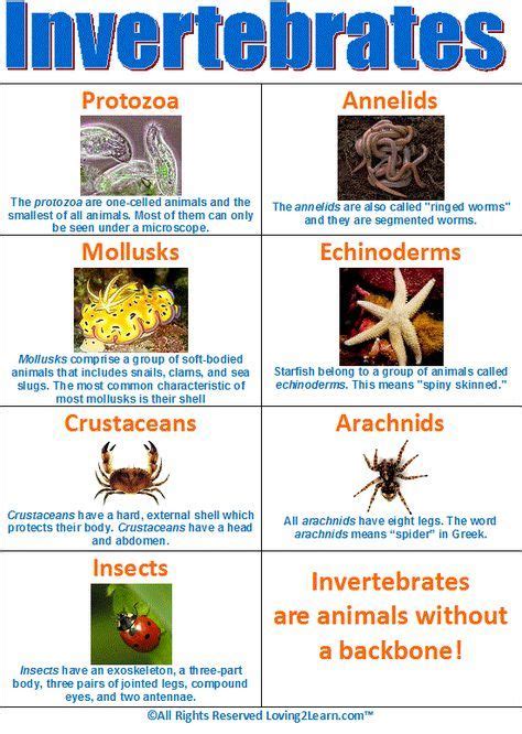 8 best Vertebrates & Invertebrates images on Pinterest | Vertebrates and invertebrates, Animal ...