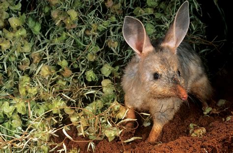 Approval to bulldoze prime bilby habitat followed political donations ...