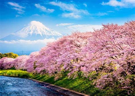 The Best Time of Year To Visit? 15 Reasons We Love Spring in Japan! | LIVE JAPAN travel guide