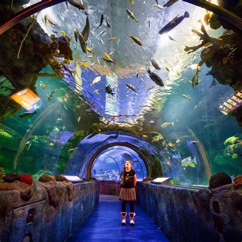 Travel With Bender 🌎 on Instagram: “Staring at the sea life in Sea Life ...