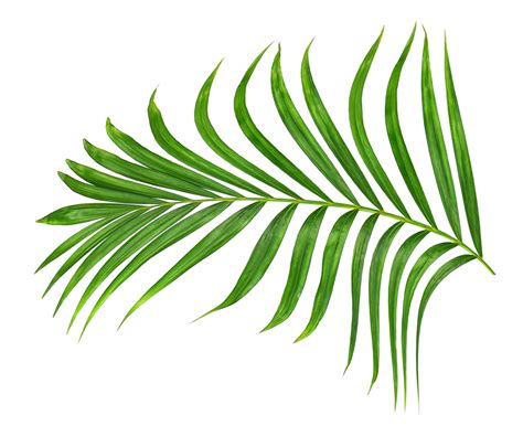 Green leaf of palm tree on transparent background png file 9887404 PNG