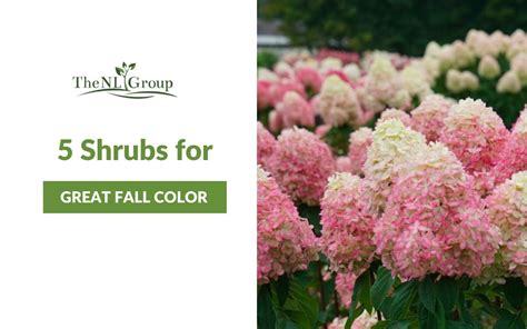 5 Shrubs with Great Fall Color - The NL Group