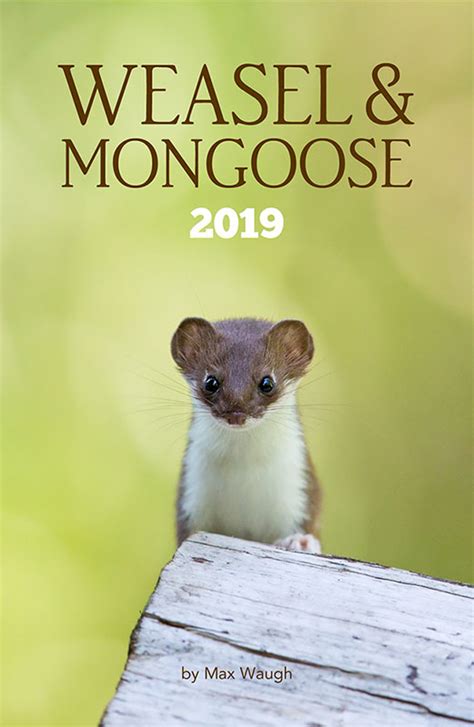 2019 Weasel & Mongoose Calendar | Max Waugh