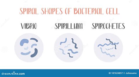 Spirillum Bacteria Shape