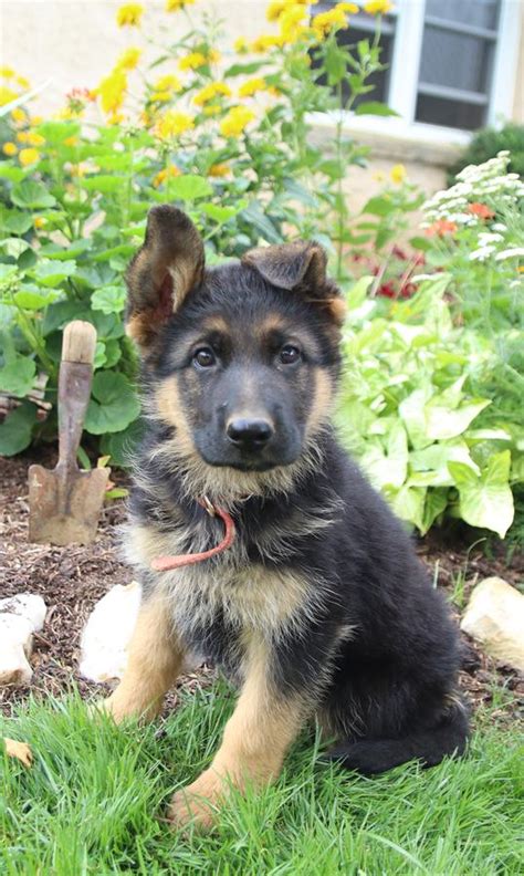 German Shepherd Studs | Lancaster Puppies