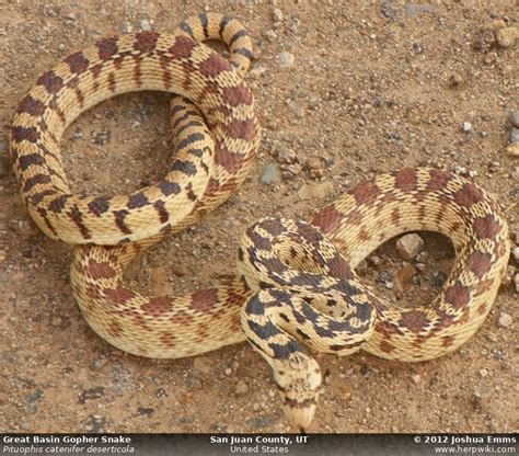 NMHS - Pituophis catenifer deserticola