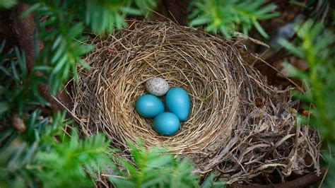 Robin's nest with a brown-headed cowbird egg - Edward Kinsman/Science ...