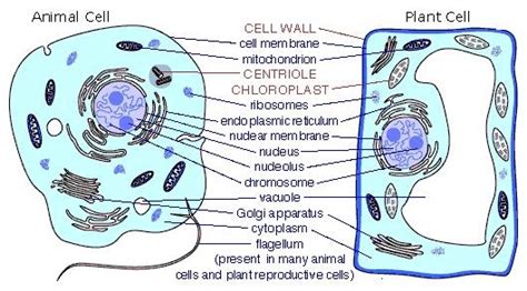 Which Structure Is Found In Both Plant And Animal Cells - Plant Ideas