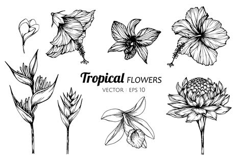 Collection set of Tropical flower drawing illustration. 416461 Vector Art at Vecteezy