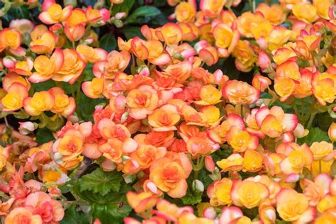 Begonias With Botrytis Fungus: Treating Begonia Botrytis In Plants ...