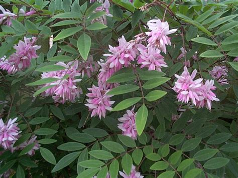 Online Plant Guide - Indigofera kirilowii / Indigo