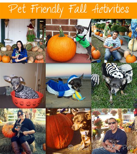 Howl-O-Ween {Pet Friendly Fall Activities} - Irresistible Pets