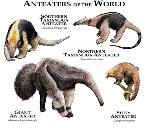 Anteaters of the World | Etsy