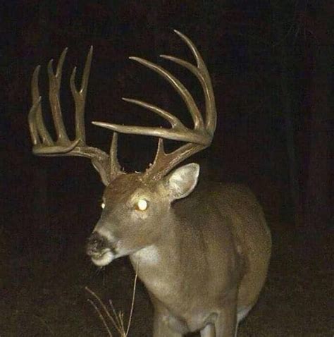 13 Giant Bucks Caught on Trail Camera ⋆ Outdoor Enthusiast Lifestyle Magazine