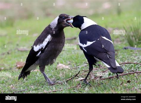 Baby magpie hi-res stock photography and images - Alamy