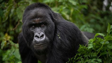 Study Suggests Gorillas Become More Violent in Crowded Forest