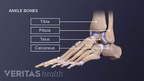 Ankle Joint Anatomy and Osteoarthritis | Arthritis-Health