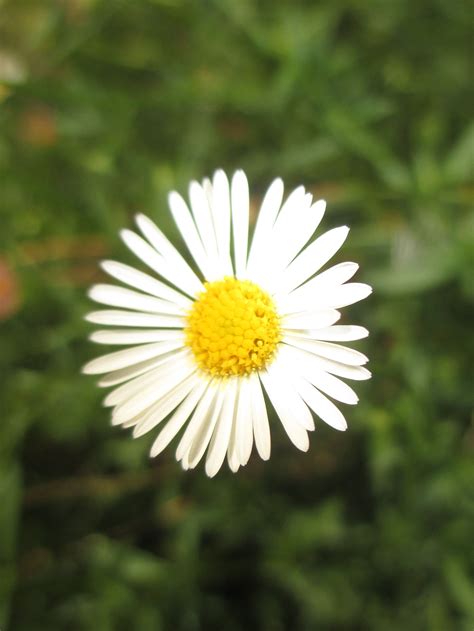 Picture perfect Daisy in the garden | Vegetable accessories, Plants, Picture perfect