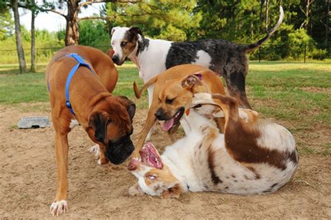 Going to the dogs: Dog park offers 4-legged Family fun | Article | The United States Army