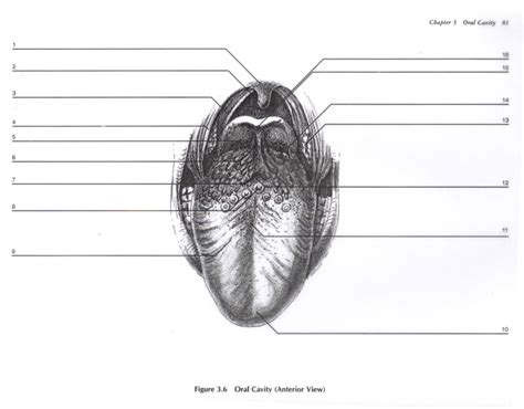 Anterior View of the Oral Cavity Diagram Diagram | Quizlet