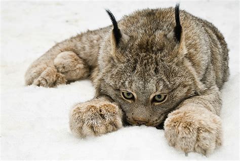 White Wolf : Canadian Lynx And Their Amazing Big Paws (14 Pics)